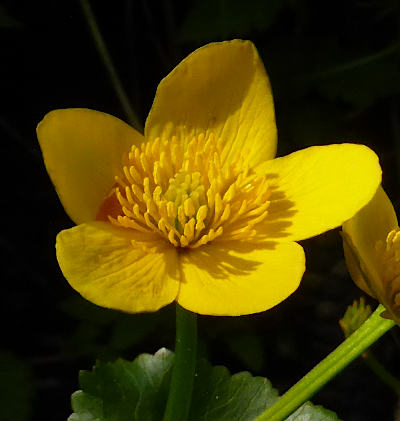 caltha palustris