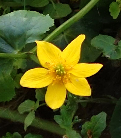 caltha palustris