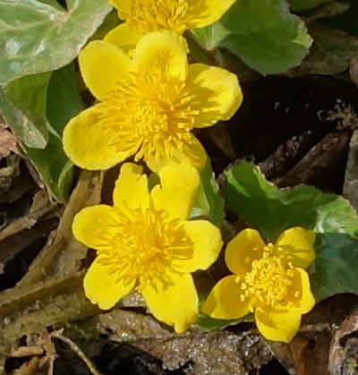 caltha palustris