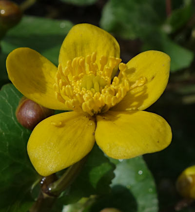 caltha palustris