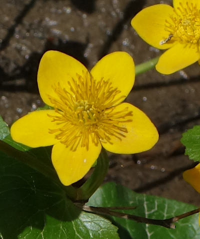 caltha palustris