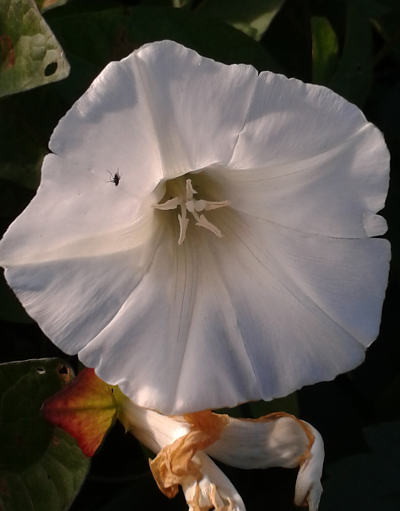 calystegia sepium