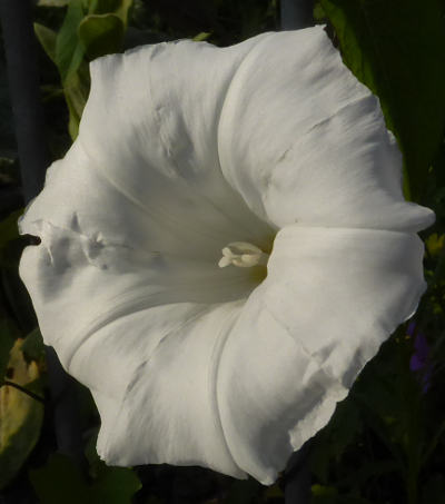 calystegia sepium