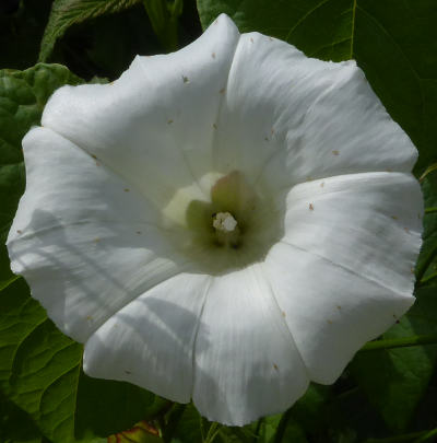 calystegia sepium