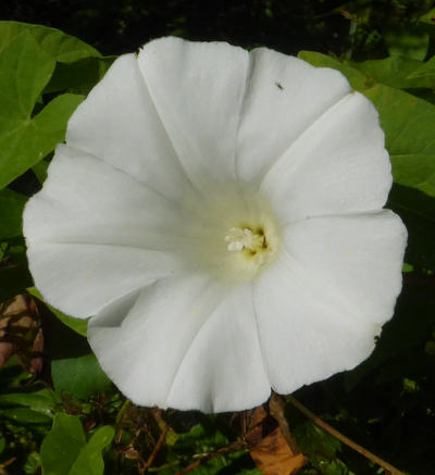 calystegia sepium