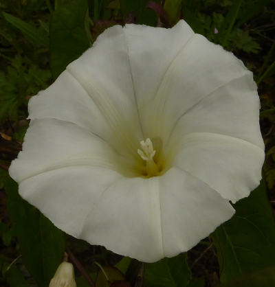 calystegia sepium