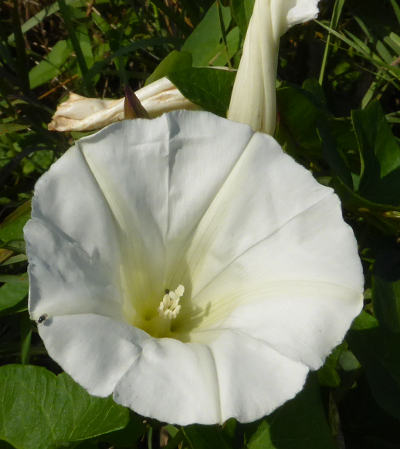 calystegia sepium