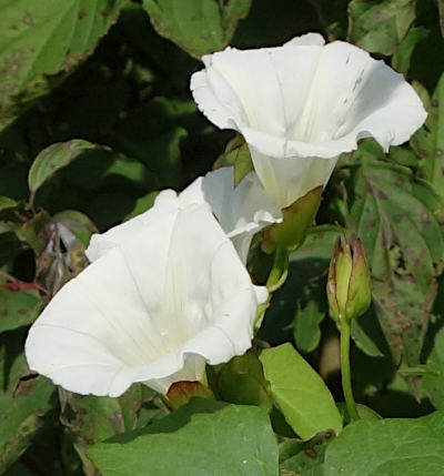 calystegia sepium