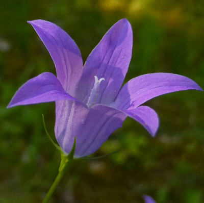 campanula-patula