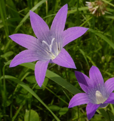 campanula-patula