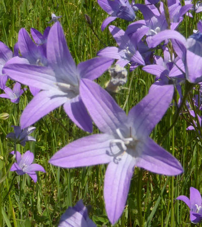 campanula-patula