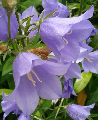 campanula-persicifolia