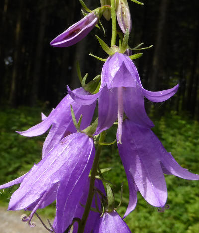 campanula-rapunculoides