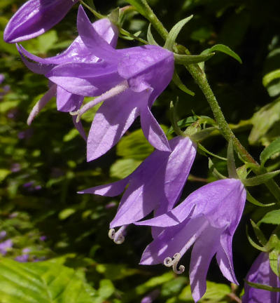 campanula-rapunculoides