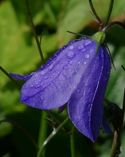 campanula rotundifoila