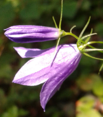 campanula rotundifolia