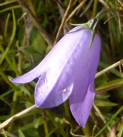 campanula rotundifolia