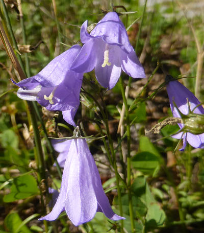 campanula rotundifolia