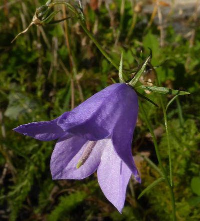 campanula rotundifolia