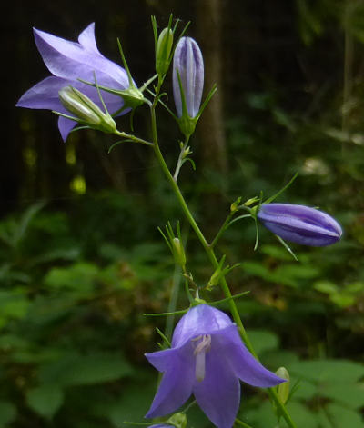 campanula rotundifolia