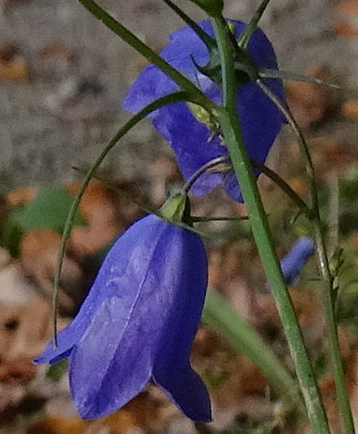 campanula rotundifolia