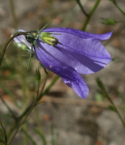 campanula rotundifolia