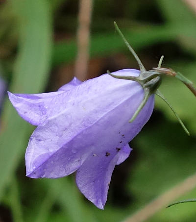 campanula rotundifolia