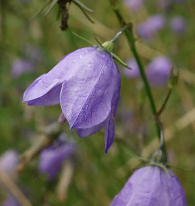 campanula rotundifolia