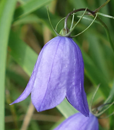 campanula rotundifolia