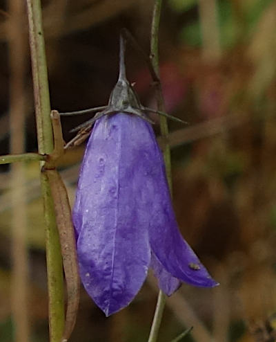 campanula rotundifolia