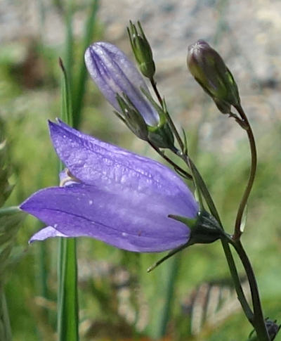 campanula rotundifolia