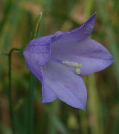 campanula rotundifolia