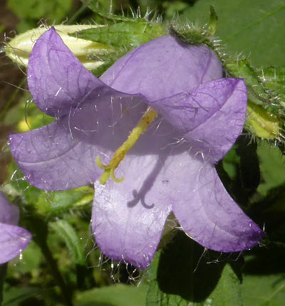 campanula trachelium