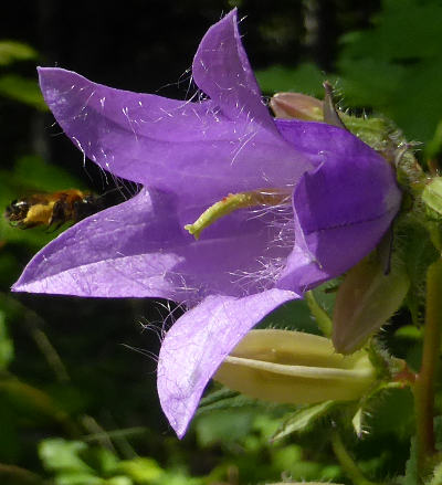 campanula trachelium