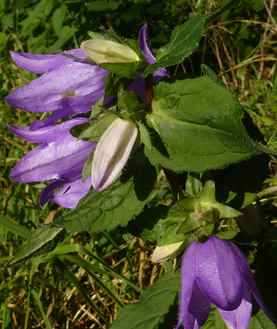 campanula trachelium