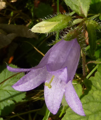 campanula trachelium