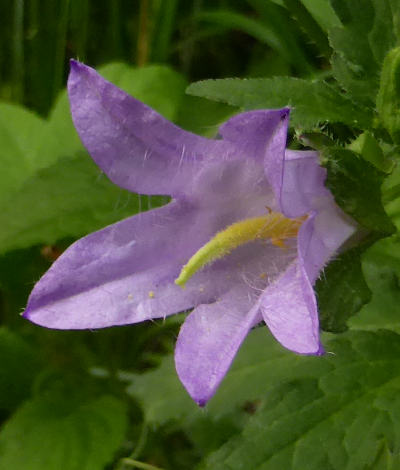 campanula trachelium