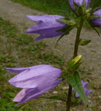 campanula trachelium