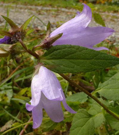 campanula trachelium