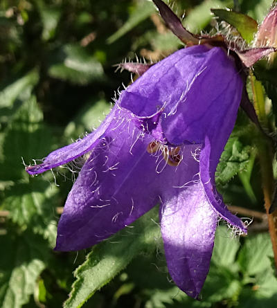 campanula trachelium