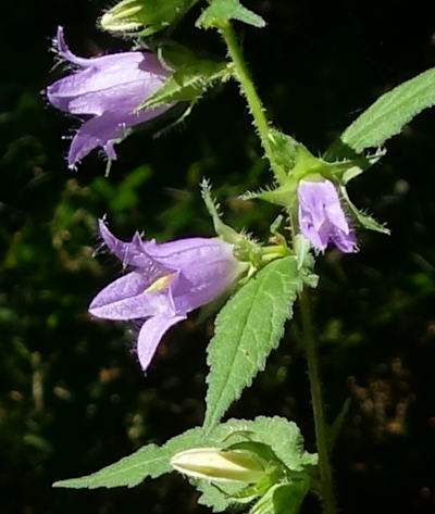 campanula trachelium