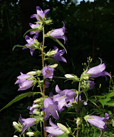 campanula trachelium