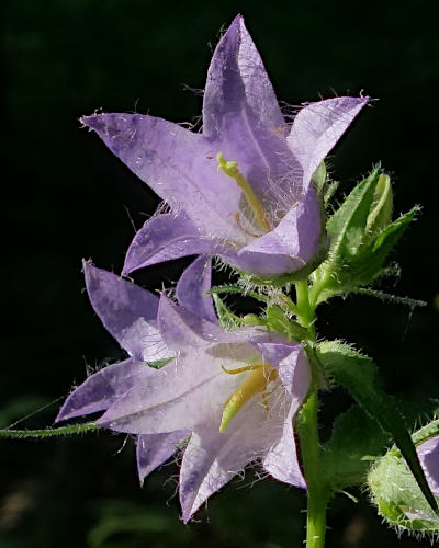 campanula trachelium