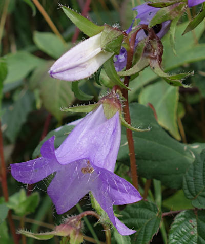 campanula trachelium