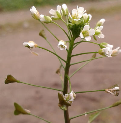 capsella bursa-pastoris