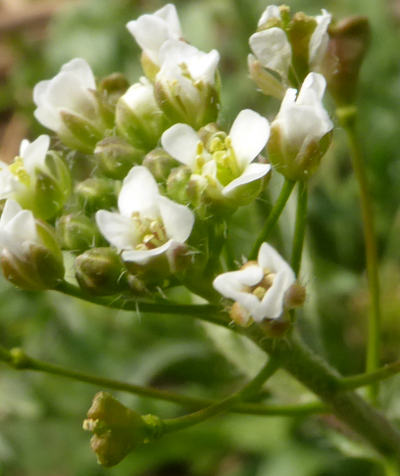 capsella bursa-pastoris