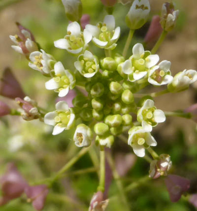 capsella bursa-pastoris