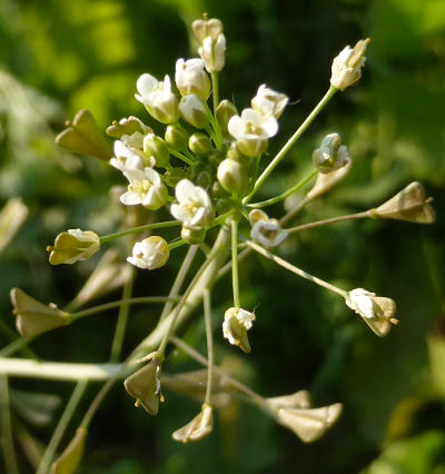 capsella bursa-pastoris