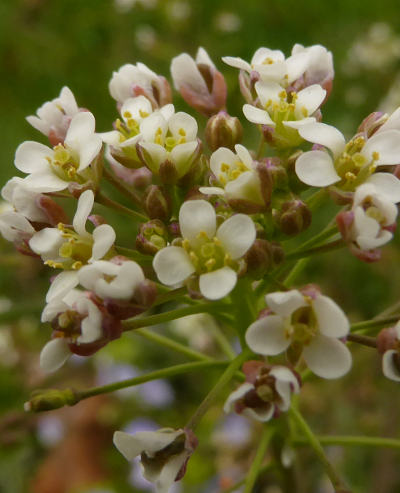 capsella bursa-pastoris