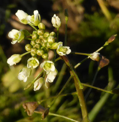 capsella bursa-pastoris